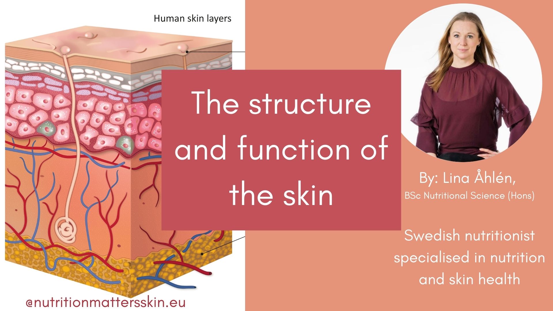 The structure and function of the skin - Nutrition Matters Skin