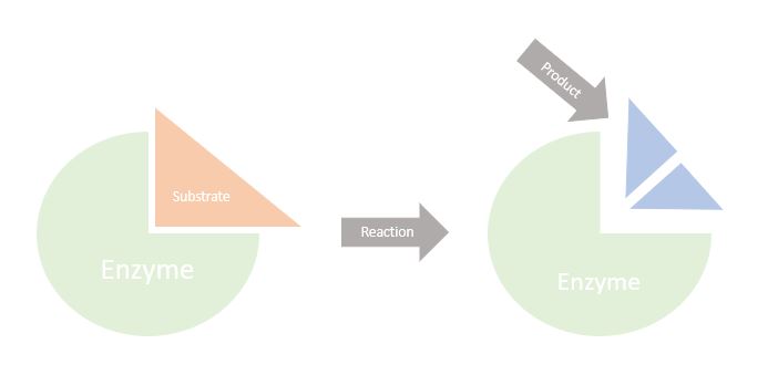 Enzymes